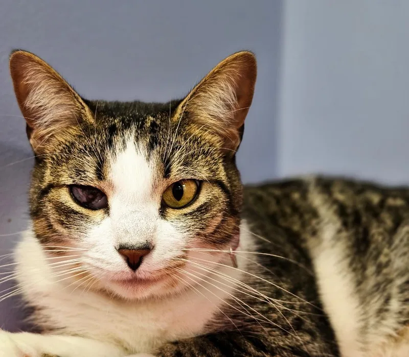 An adult medium-sized female Domestic Short Hair cat named Josey for adoption in Huntington, IN