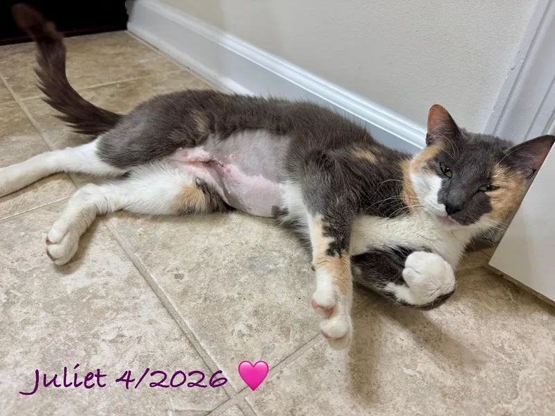 A young medium-sized female Calico cat named Juliet for adoption in Woodbridge, VA