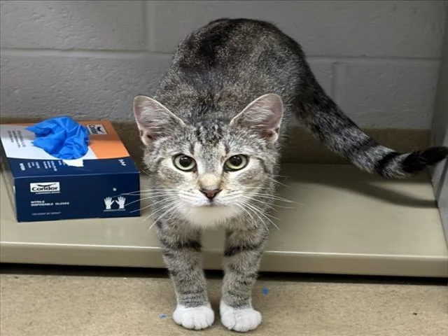 A young medium-sized female Domestic Short Hair cat named Testarossa for adoption in Derwood, MD