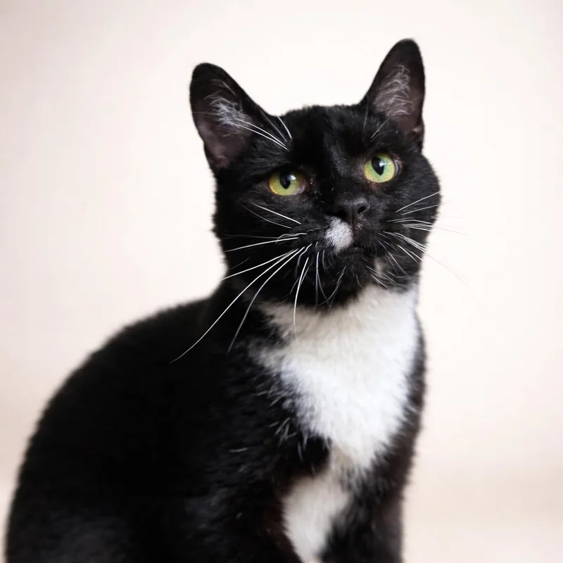 An adult medium-sized female Domestic Short Hair cat named Bear for adoption in Rixeyville, VA
