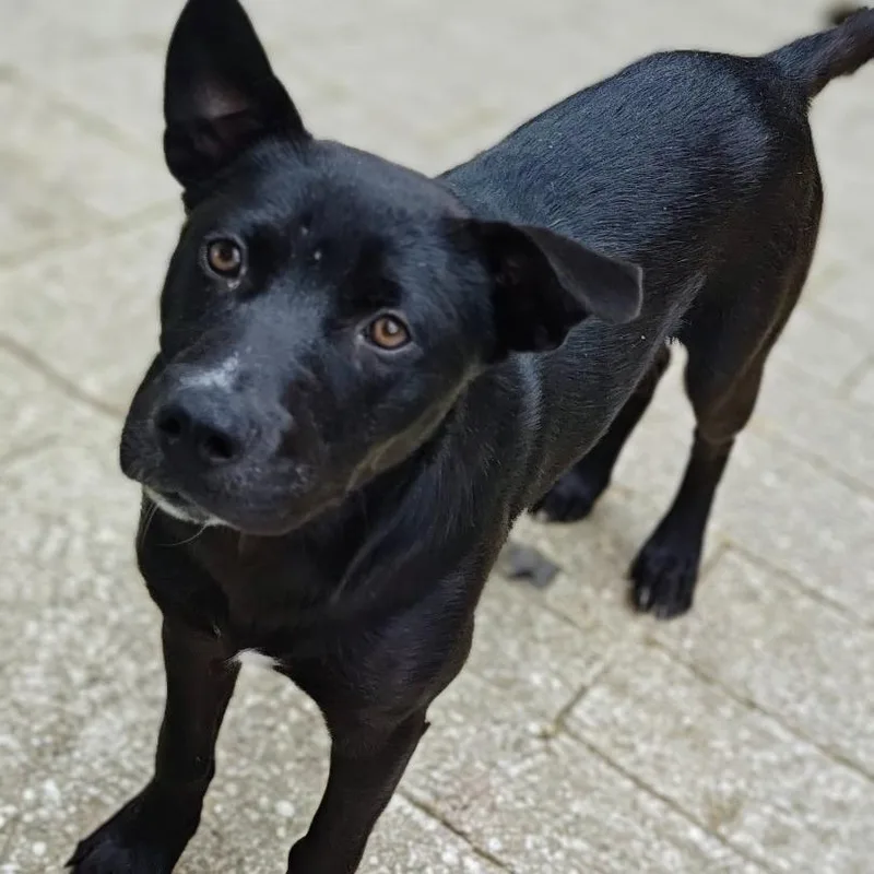 A young medium-sized male Black Mixed Breed dog named Ramses for adoption in Grand Rapids, MI
