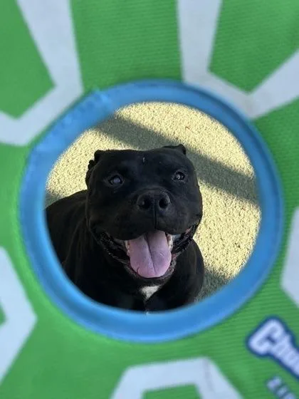 An adult large-sized male Pit Bull Terrier dog named Jhon Fuller for adoption in El Paso, TX