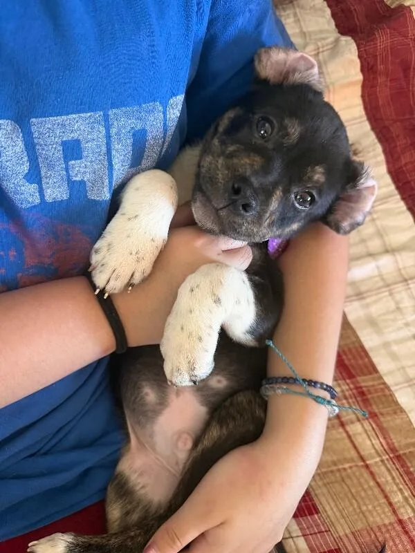 Barkie