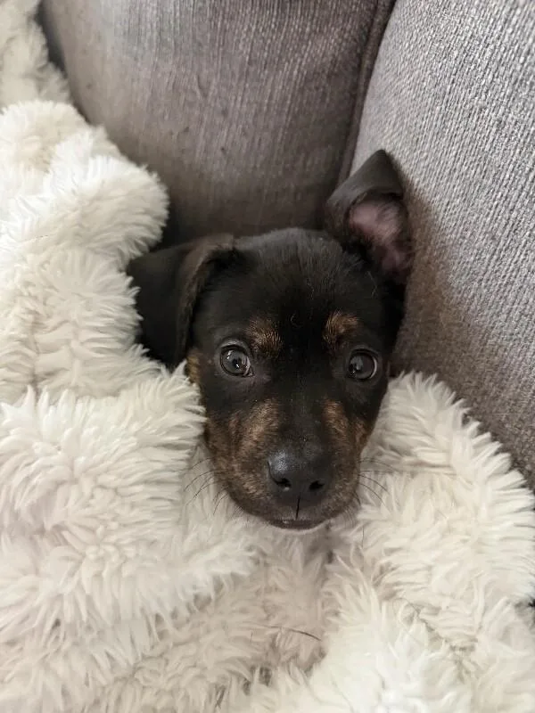 Barkie thumbnail 2