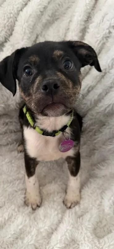 Barkie thumbnail 3