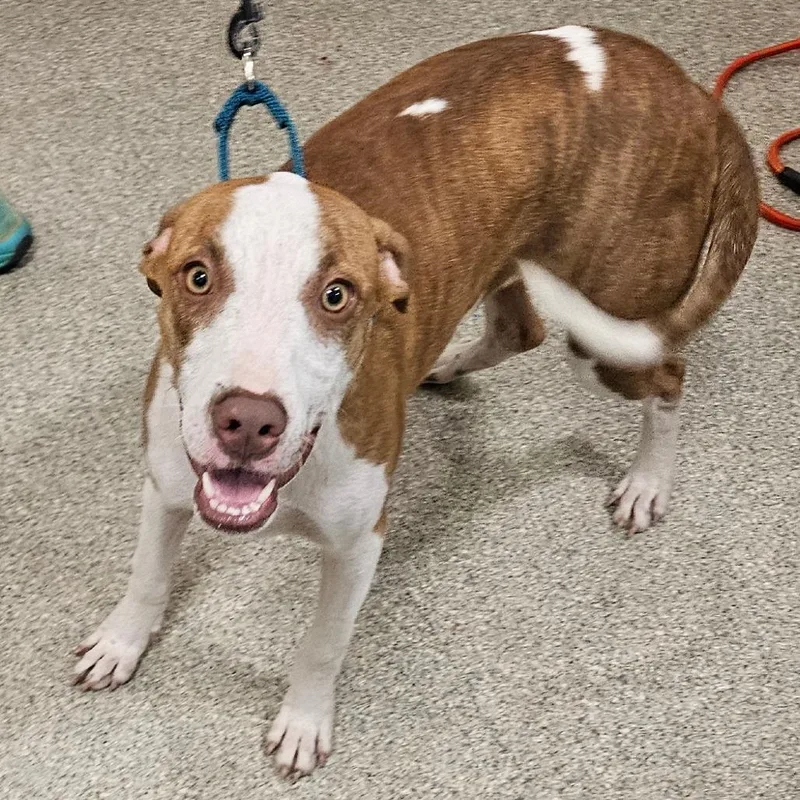 A young medium-sized female Mixed Breed dog named Hound for adoption in Jacksonville, FL
