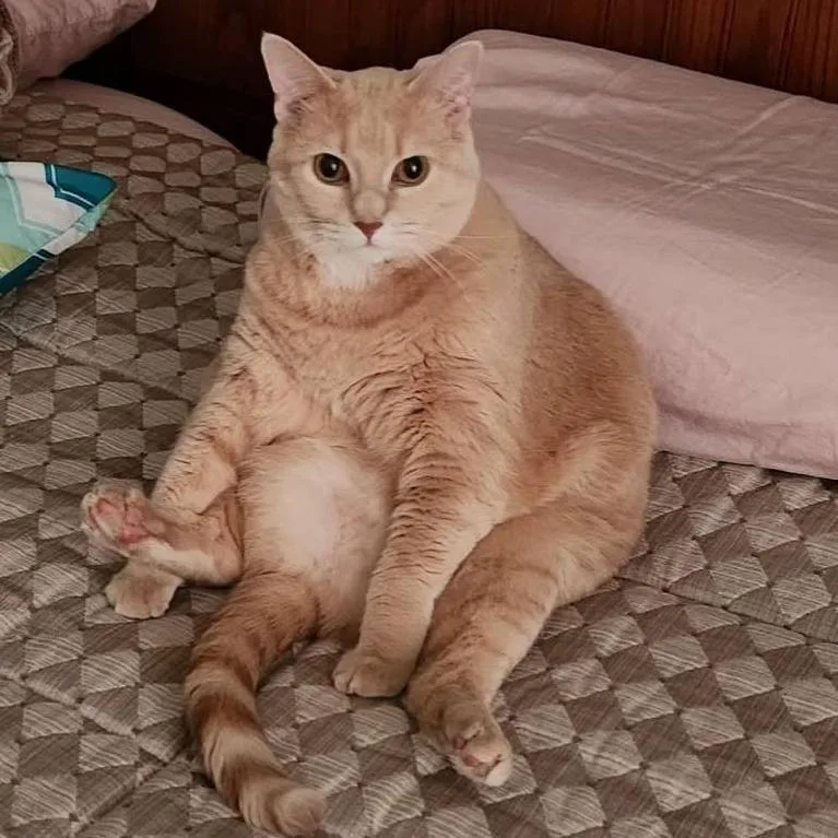 Sophie