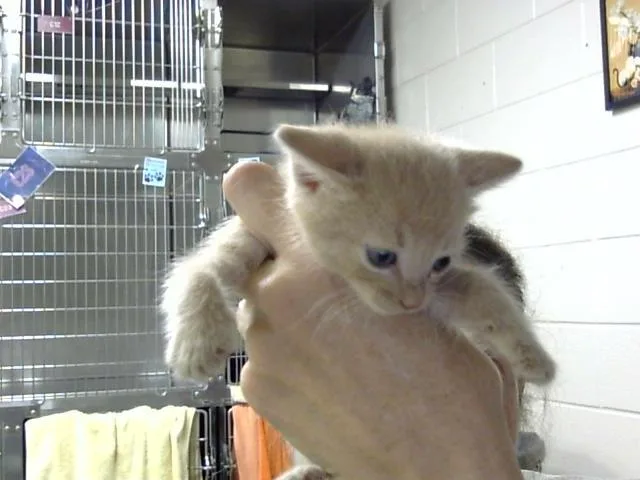 A baby small-sized male Domestic Short Hair cat named A for adoption in Pasadena, TX