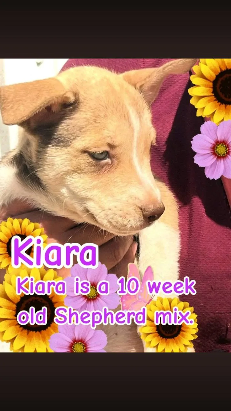 Kiara thumbnail 2