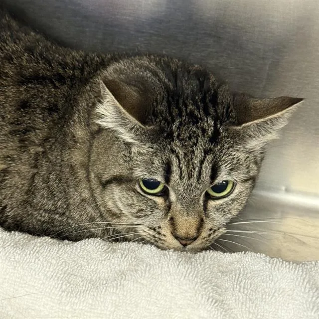 An adult medium-sized female Domestic Short Hair cat named Beryl for adoption in Las Vegas, NV