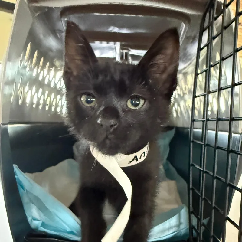 A baby small-sized male Black Domestic Short Hair cat named Anthony for adoption in Leander, TX