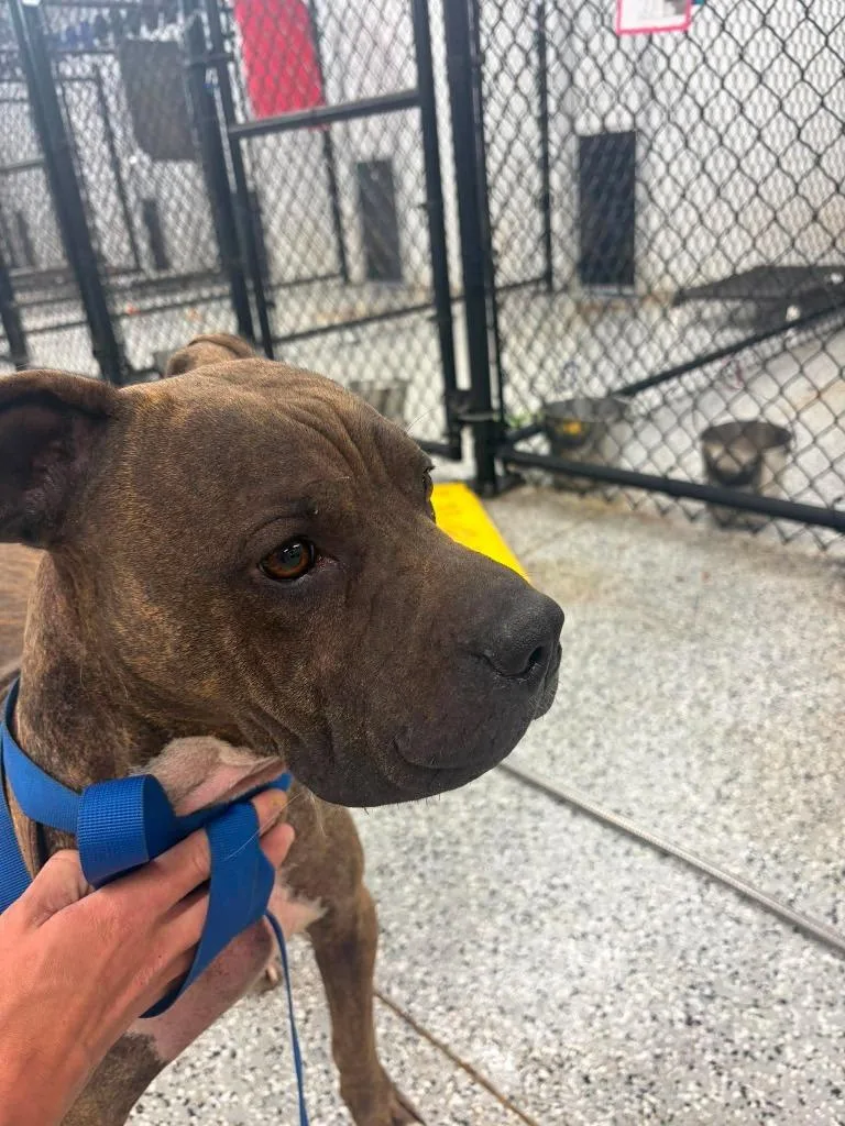 An adult medium-sized male Pit Bull Terrier dog named Dexter for adoption in Republic, MO