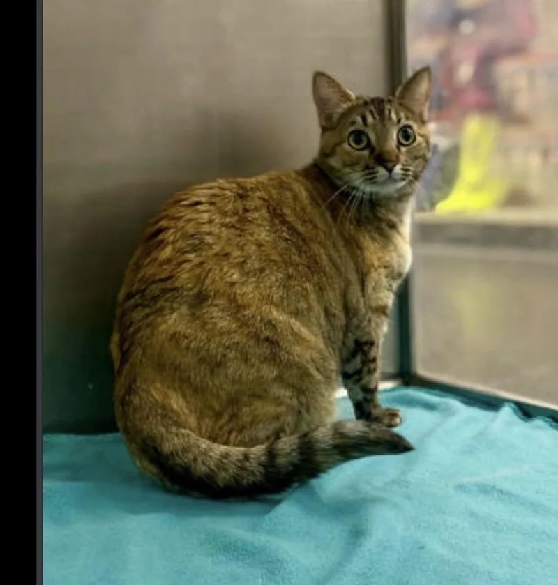 An adult medium-sized female Domestic Short Hair cat named Granger for adoption in Lafayette, CO
