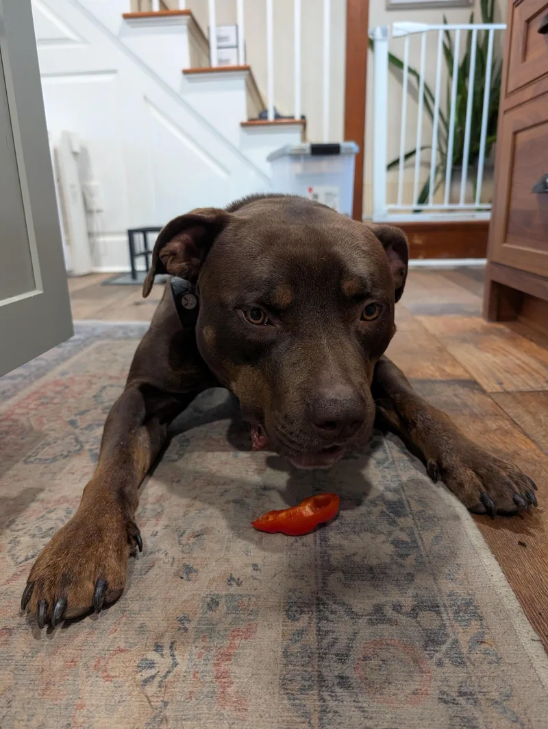 An adult large-sized male American Staffordshire Terrier dog named Caesar for adoption in Winthrop, MA