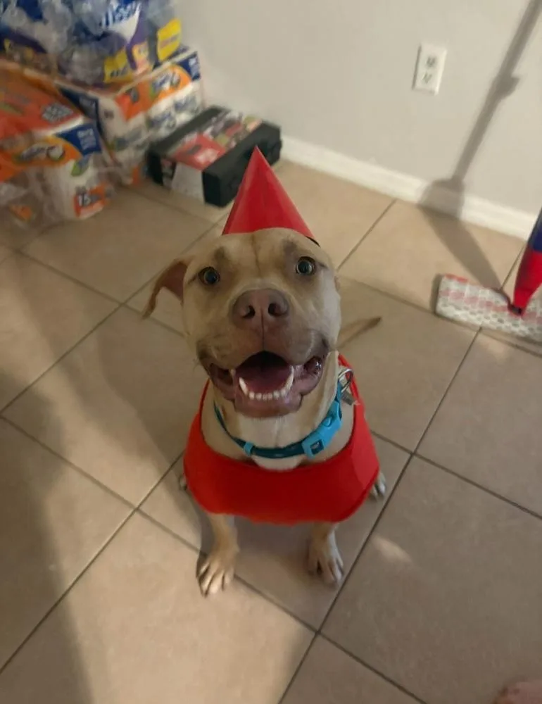 An adult large-sized female Brown / Chocolate Pit Bull Terrier dog named Tater Tot for adoption in Orlando, FL