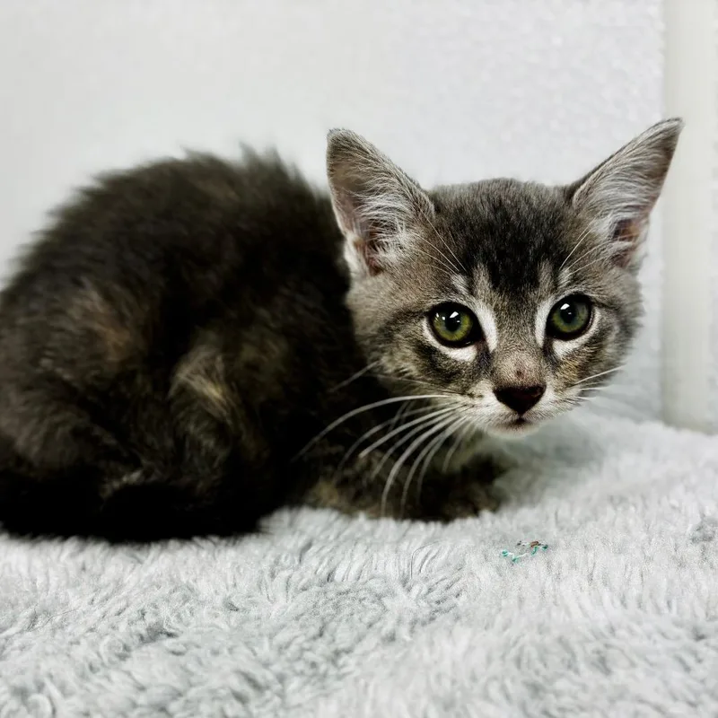 A baby small-sized male Gray / Blue / Silver Domestic Short Hair cat named Tiger for adoption in Lebanon, MO