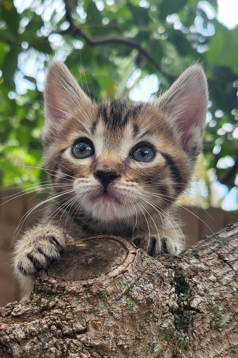 A baby medium-sized female Tabby (Brown / Chocolate) Domestic Short Hair cat named Mocha for adoption in Sunrise, FL