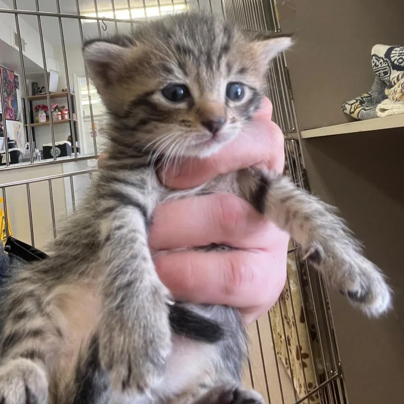 A baby small-sized female Brown / Chocolate Domestic Short Hair cat named Eloise for adoption in Winchester, VA