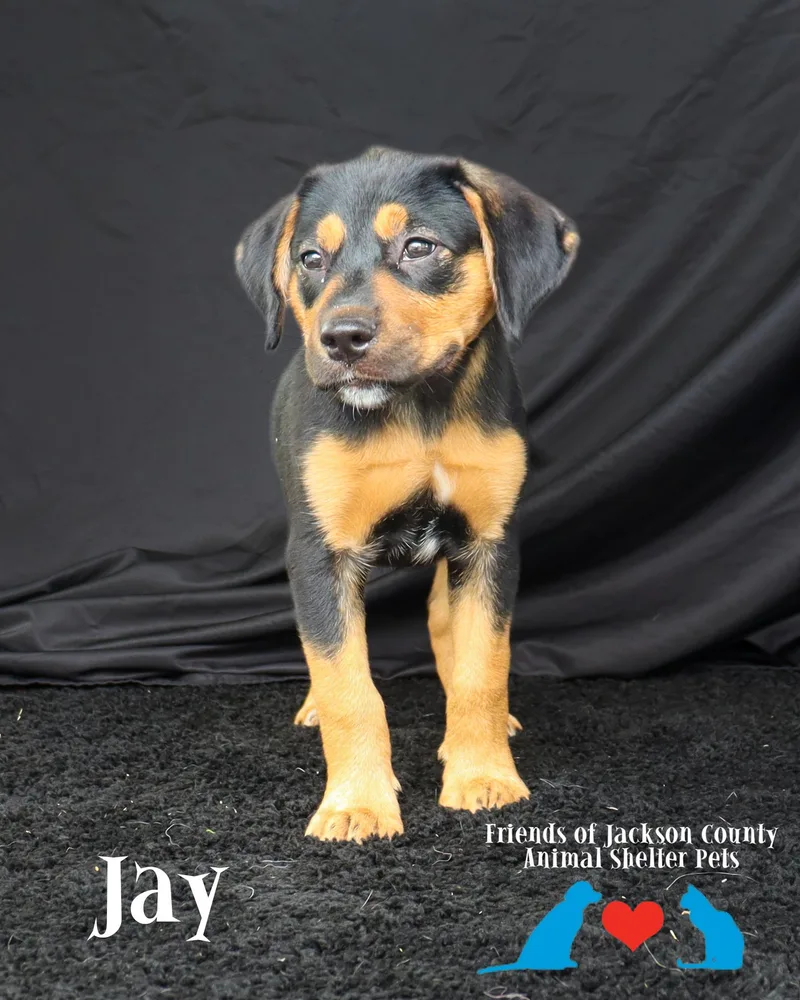 Jay thumbnail 4