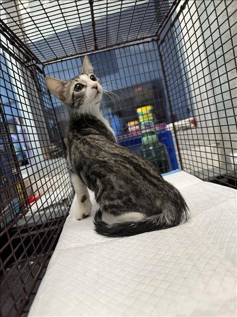 A baby small-sized male Domestic Short Hair cat named Vinnie for adoption in Chatsworth, CA