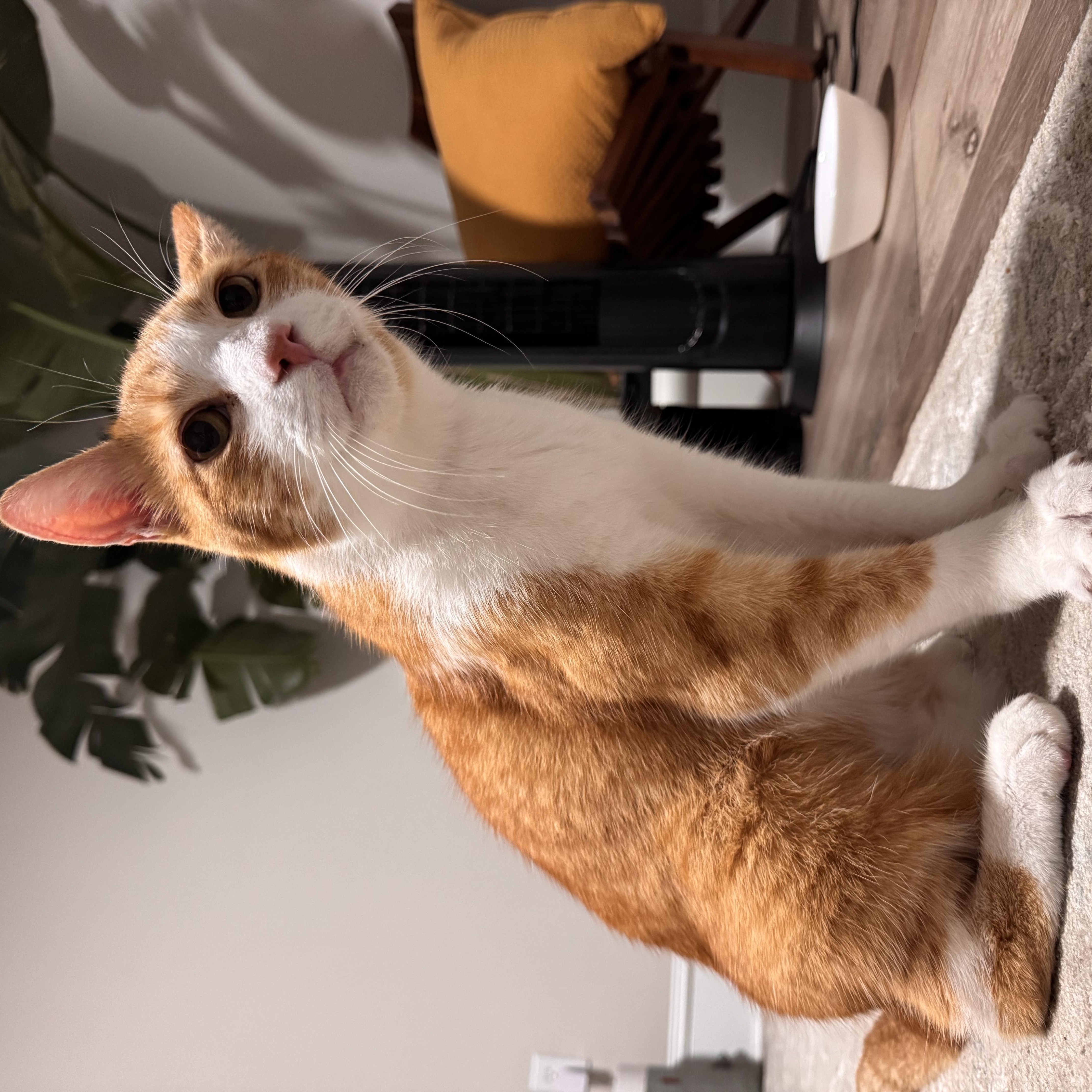 An adult medium-sized male Orange & White Domestic Short Hair cat named Joni for adoption in Philadelphia, PA