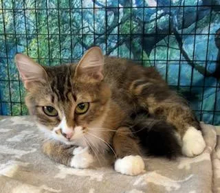 An adult medium-sized female Maine Coon cat named Rita for adoption in Bow, WA