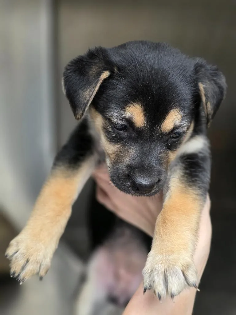 A baby small-sized female Swedish Vallhund dog named Biscuit for adoption in Carthage, MO
