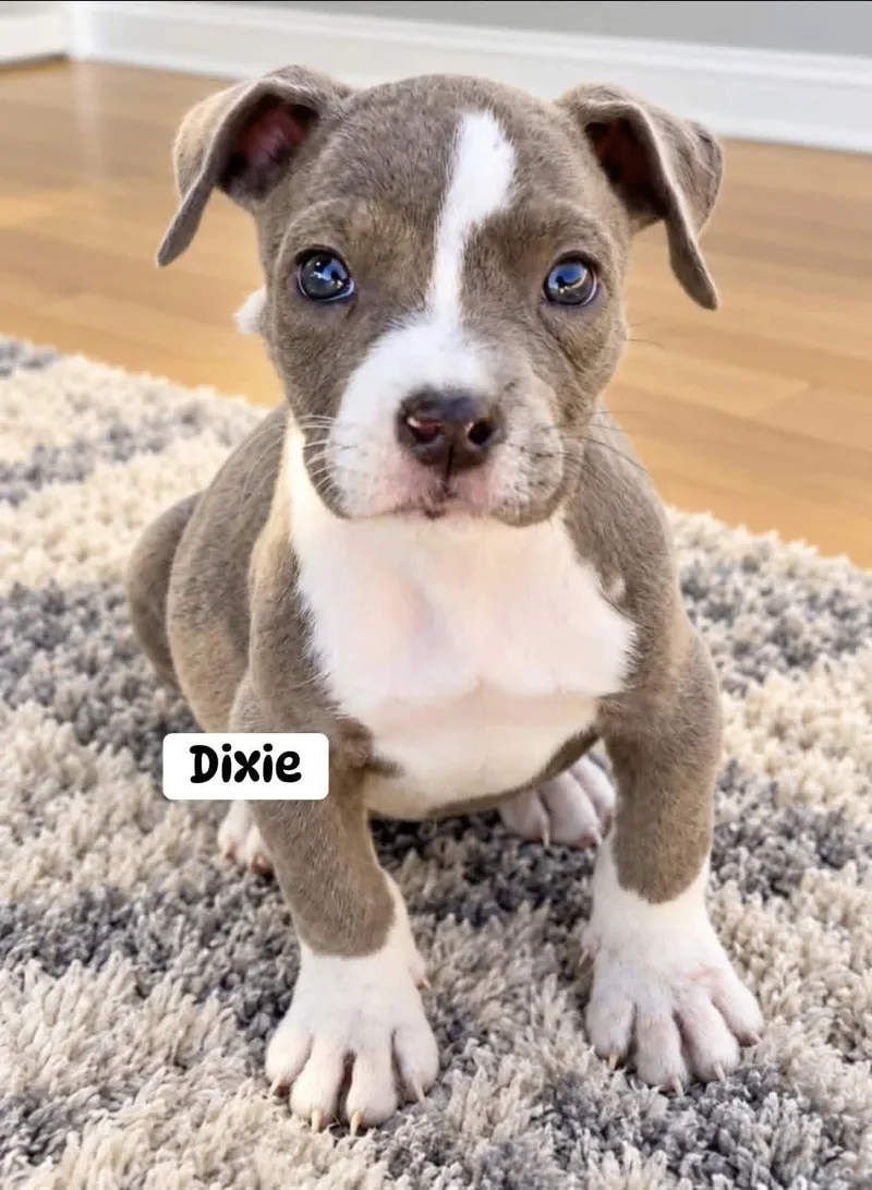 A baby medium-sized female American Bully dog named Dixie for adoption in Brewton, AL