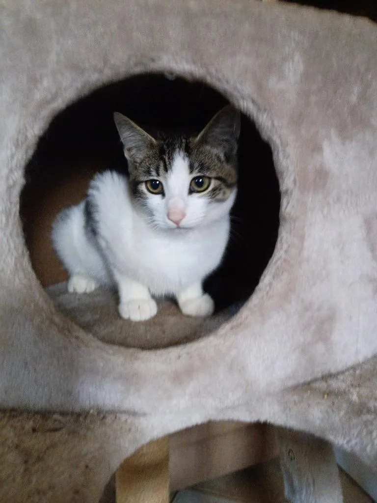 A baby small-sized female Domestic Short Hair cat named Pebbles for adoption in LIberty, NY