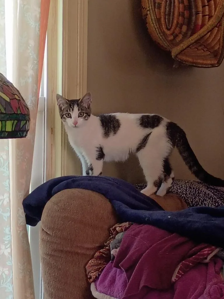 Pebbles thumbnail 2