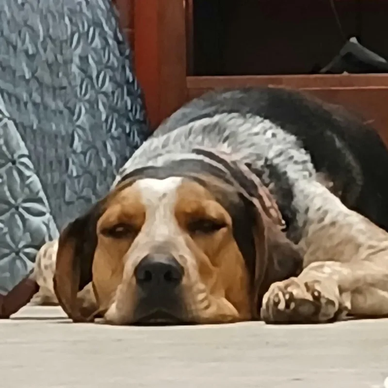 A young large-sized male Tricolor (Brown, Black, & White) Hound dog named Goose for adoption in Lenexa, KS