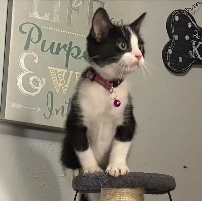 A baby medium-sized female Black & White / Tuxedo Domestic Short Hair cat named Mitzy for adoption in Warr Acres, OK
