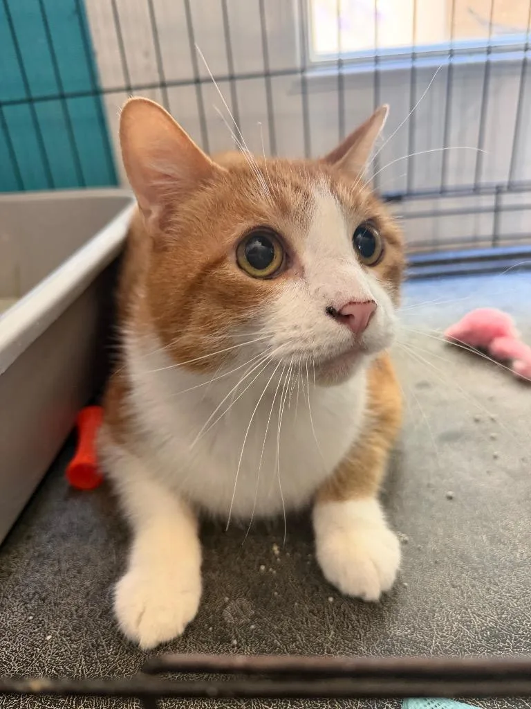 A senior small-sized male Domestic Short Hair cat named Whisker for adoption in Crocker, MO