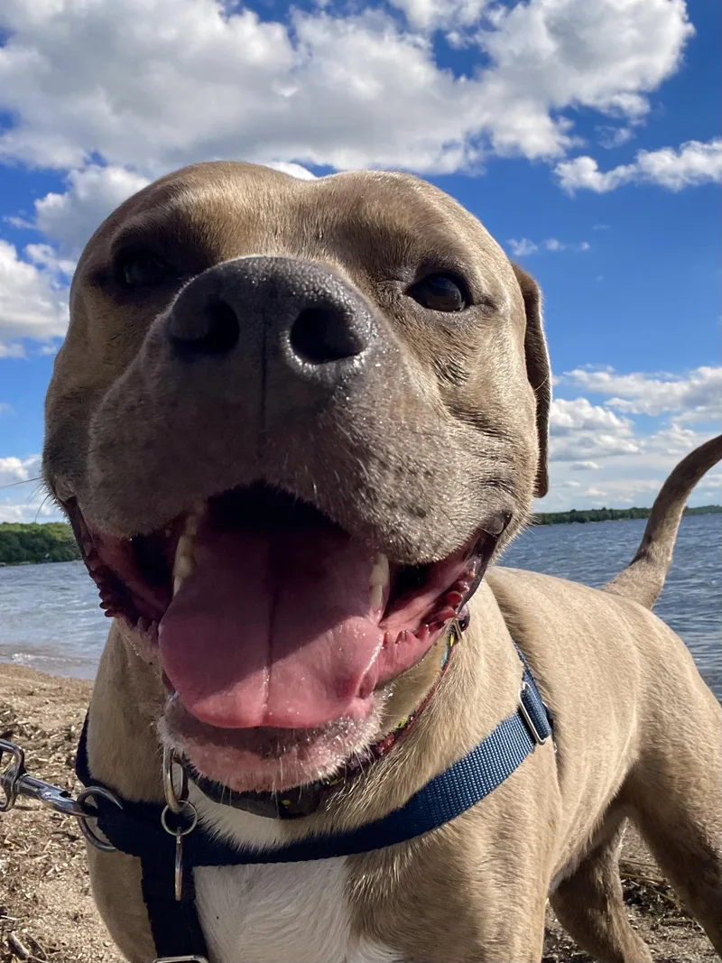 An adult large-sized male Brindle American Staffordshire Terrier dog named Ace Ventura for adoption in La Grande, OR