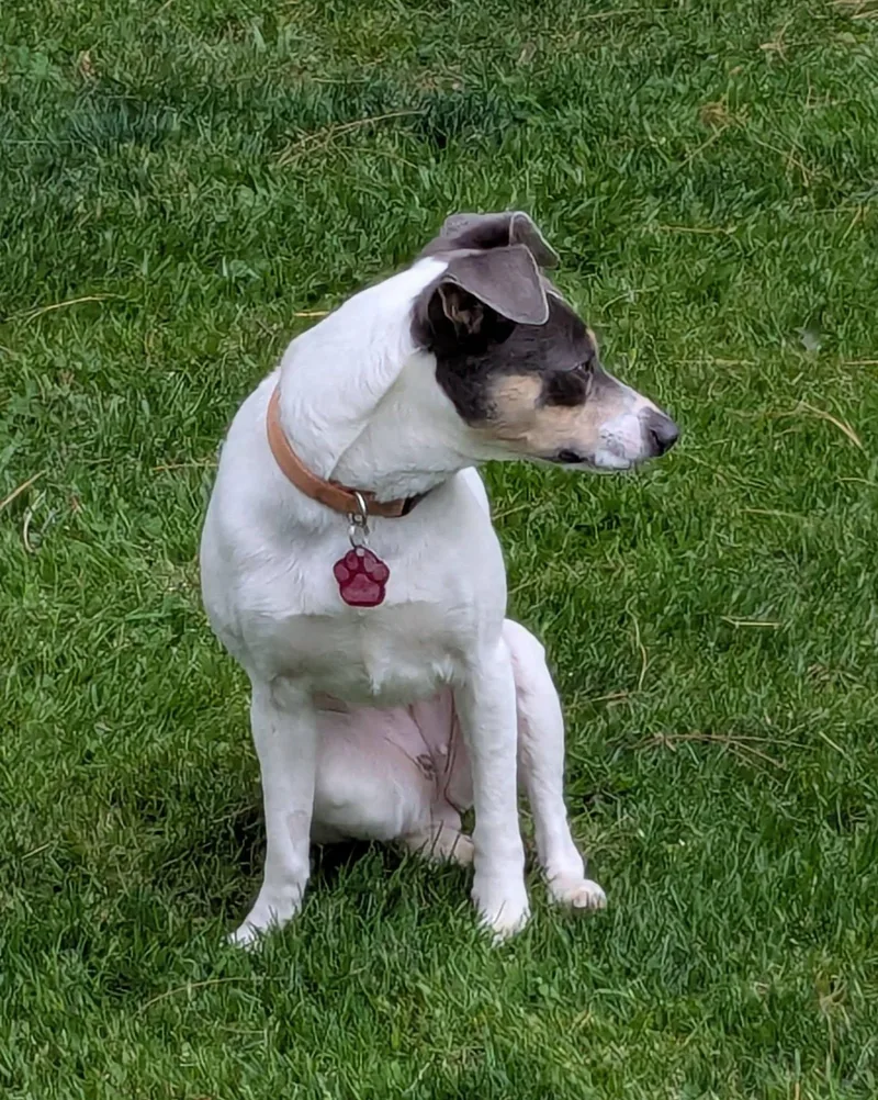 A young small-sized female Tricolor (Brown, Black, & White) Parson Russell Terrier dog named Adelaide for adoption in Clatskanie, OR