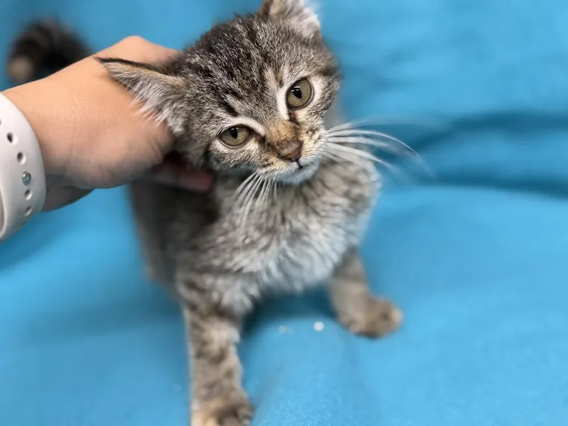 A young small-sized female Tabby (Brown / Chocolate) Domestic Medium Hair cat named Brittany for adoption in Oakdale, CA