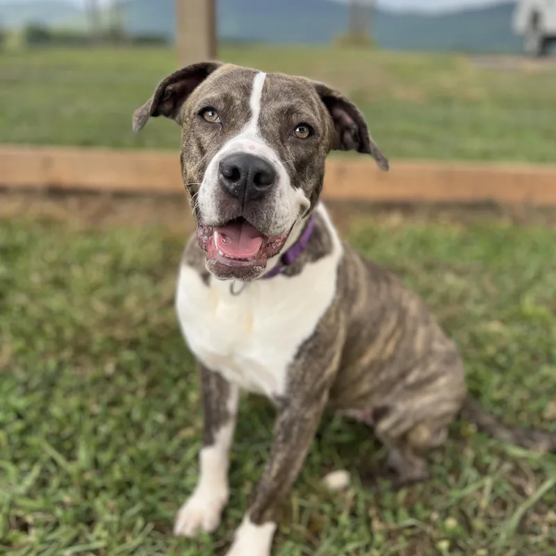 An adult large-sized female Brindle Plott Hound dog named Maya for adoption in Bostic, NC