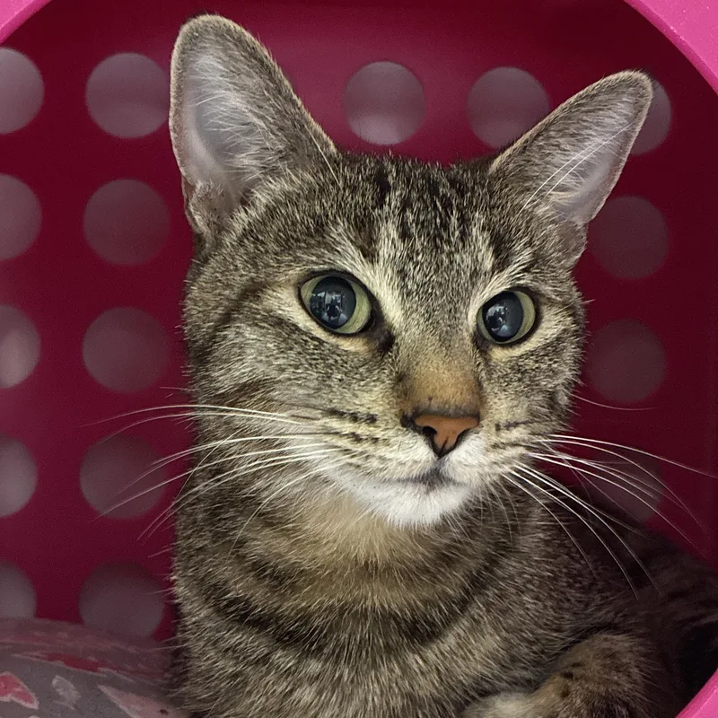 An adult medium-sized female Domestic Short Hair cat named Fleur for adoption in Santa Fe, NM