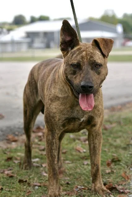 An adult large-sized male Brindle Pit Bull Terrier dog named Harley for adoption in Mount Sterling, KY