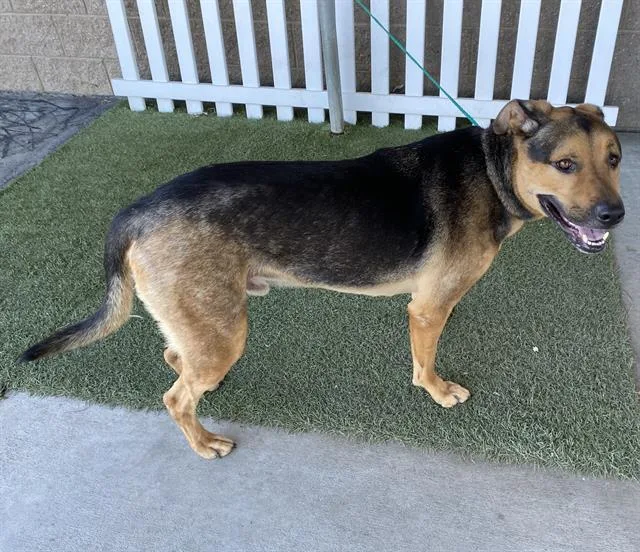 An adult small-sized male Rottweiler dog named Bruno for adoption in Modesto, CA