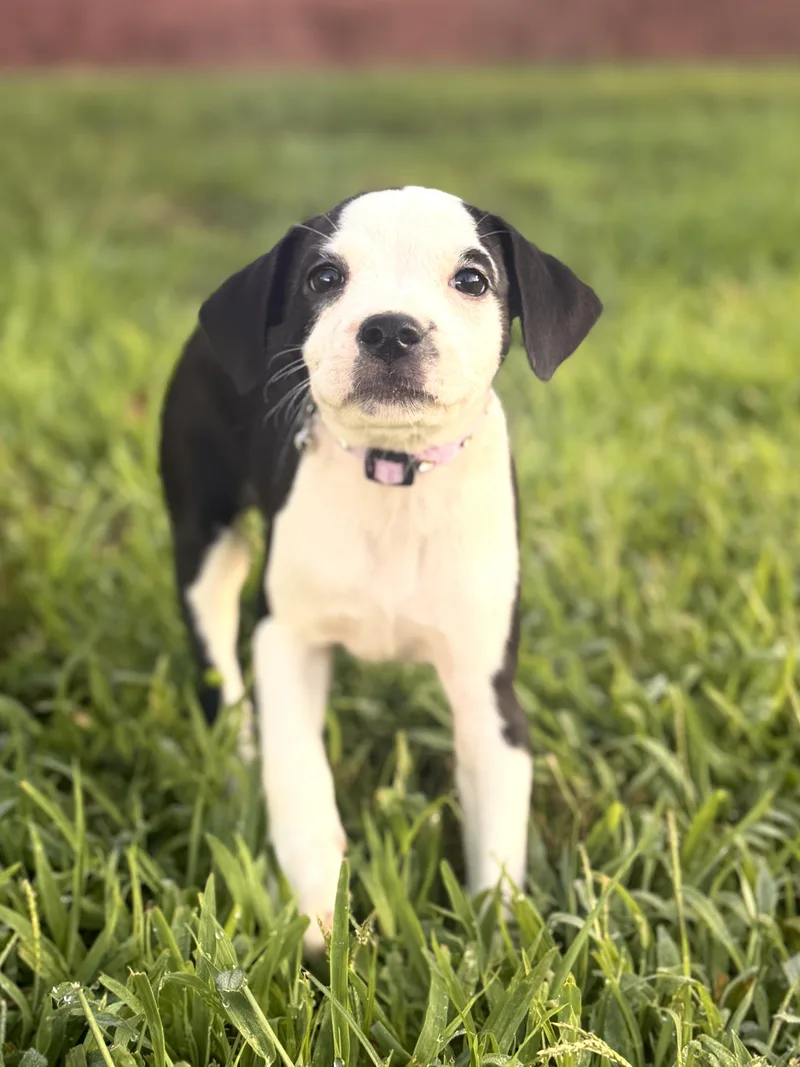 A baby small-sized female White / Cream Mixed Breed dog named Betsy for adoption in Gradyville, KY