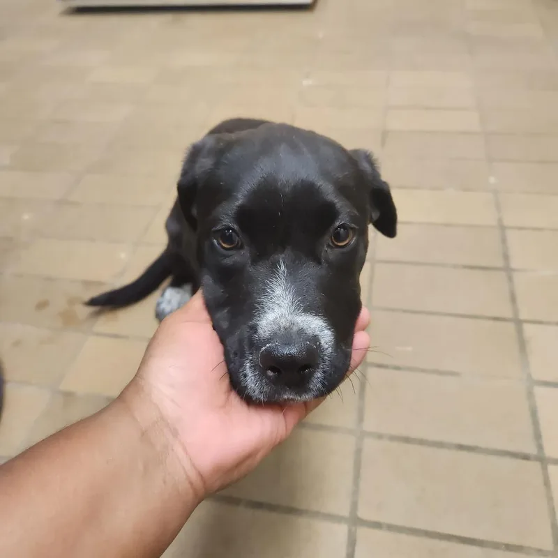 A baby small-sized female Black Pit Bull Terrier dog named Cobbler for adoption in Birmingham, AL