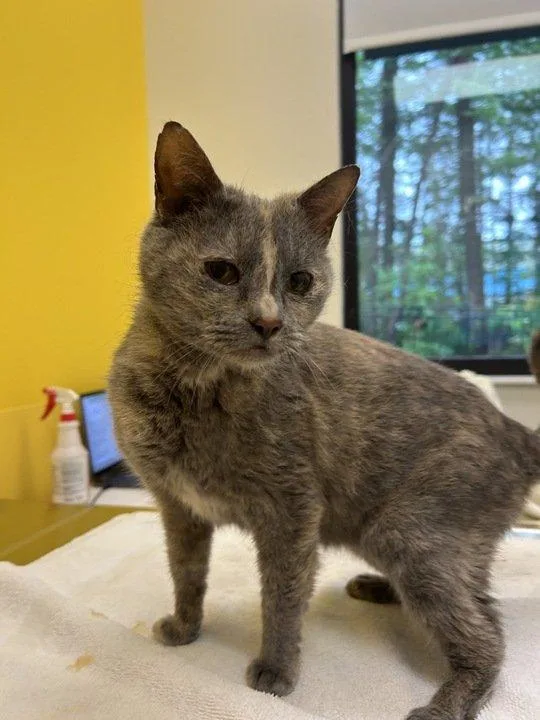 A senior small-sized female Torbie Domestic Short Hair cat named Sunny Delight for adoption in Raleigh, NC