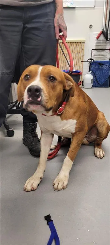 An adult large-sized male Mixed Breed dog named Rusty for adoption in West Chester, PA