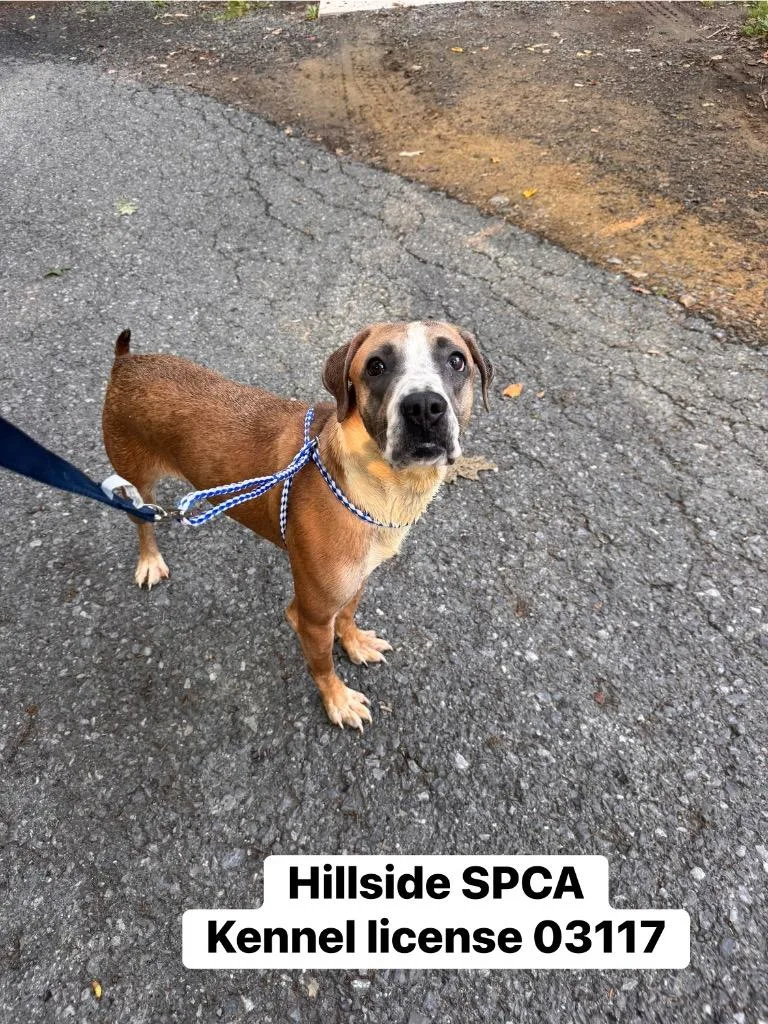 A young medium-sized female Hound dog named Scallop for adoption in Pottsville, PA