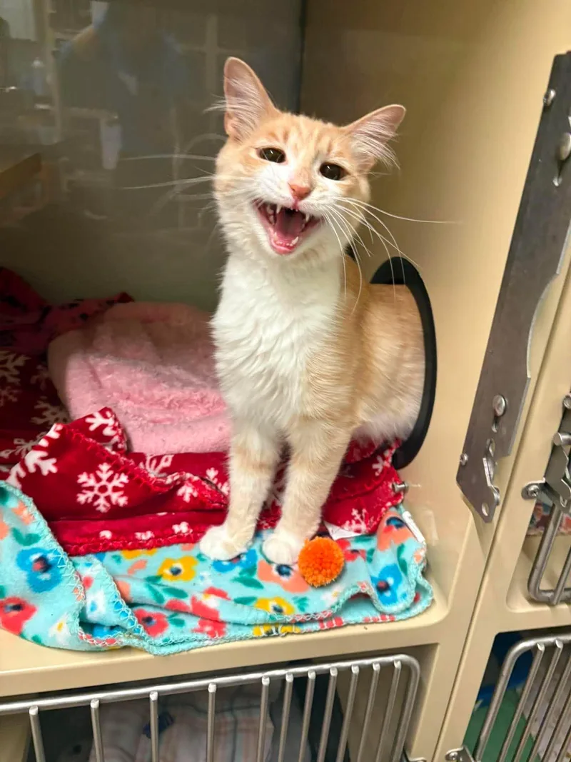 A young medium-sized female Orange & White Domestic Medium Hair cat named Plum for adoption in Gonic, NH