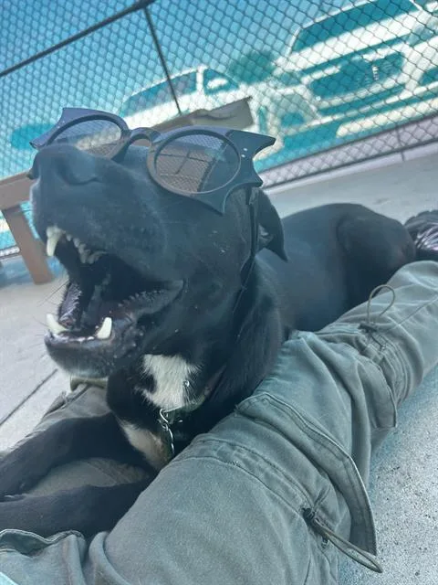 A young medium-sized female Black Labrador Retriever dog named Starlight URGENT for adoption in Thousand Oaks, CA