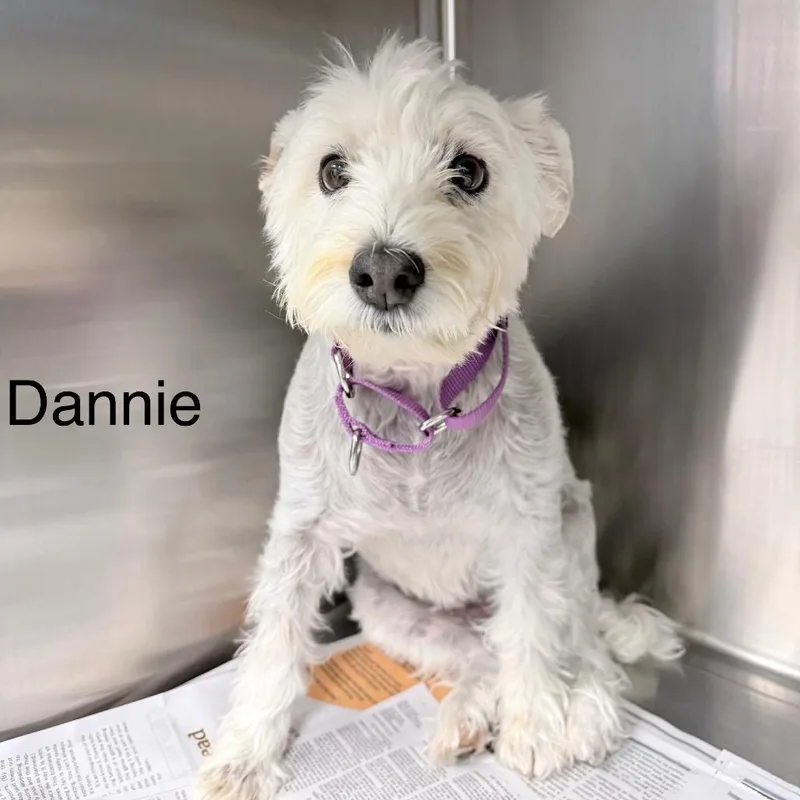 Dannie