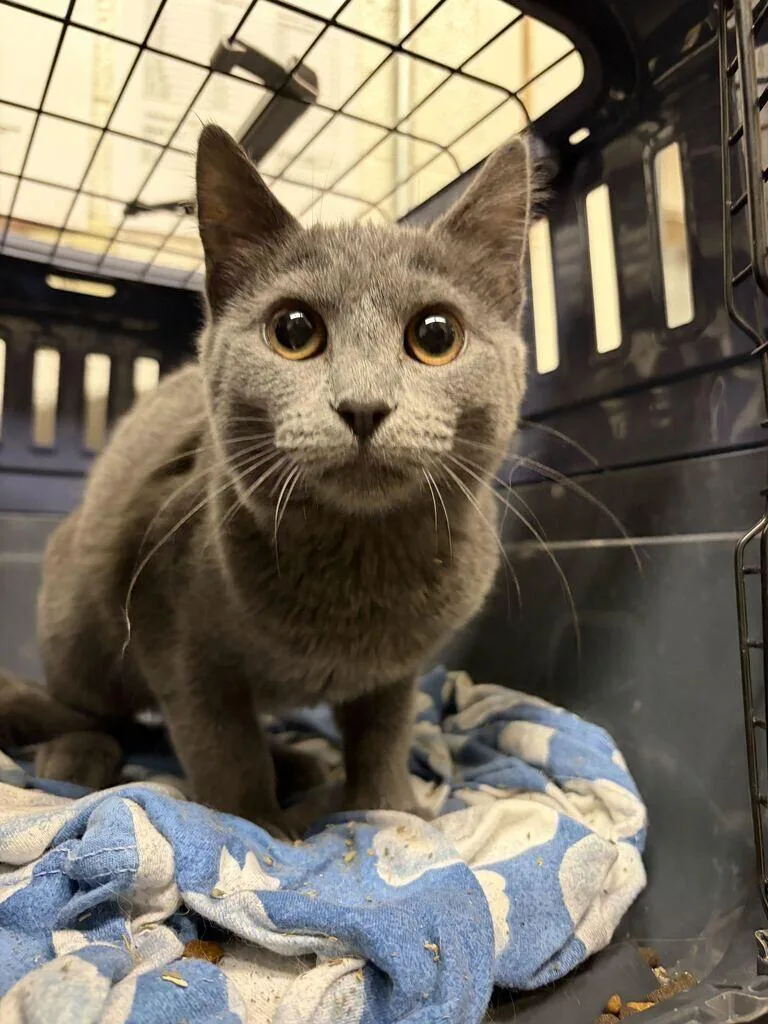 A baby small-sized female Gray / Blue / Silver Domestic Short Hair cat named Wanda for adoption in Fruit Heights, UT
