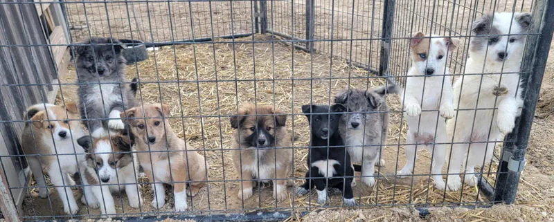 A baby medium-sized female Australian Shepherd dog named Girls &  Boys for adoption in Richland Center, WI